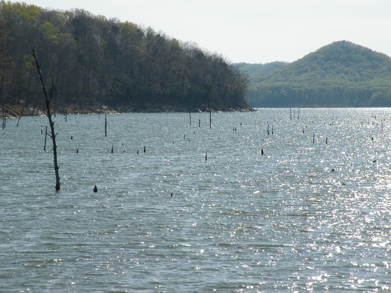 Submerged Timber.jpg